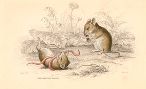 Souris des moissons Micromys minutus du Vieux Monde, 1828 - Unbekannt