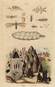 Termite moissonneur et monticules, espèce Microhodotermes, et limace de mer, Tergipes tergipes