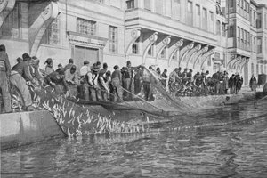 Ramener un grippo de 15000 poissons à Emirgian sur le Bosphore, vers 1901, 1903