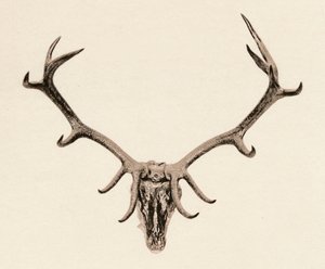 Tête de Cerf, XVIe siècle, 1904 - Unbekannt
