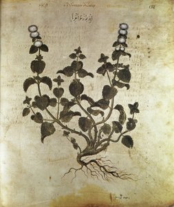 Menthe poivrée des herbiers, VIe siècle
