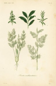 Plantes condimentaires