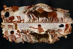 Troupeaux de bovins de l