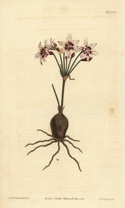 Hessea cinnamomea - Unbekannt
