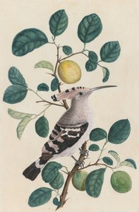 Huppe sur une branche de citronnier, vers 1800