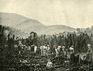 Cueillette du houblon en Tasmanie, 1901