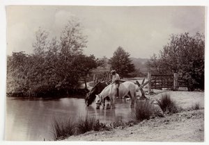 Chevaux buvant à l