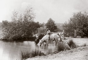 Chevaux buvant à l