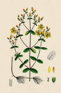 Hypericum Boeticum. Millepertuis à feuilles ondulées, 19ème siècle