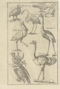 Illustration tirée du livre Description du Cap de Bonne-Espérance et des Hottentots qui y vivent par Kolb, Peter et publié par bey Peter Conrad Monath (de, 1745) - Unbekannt