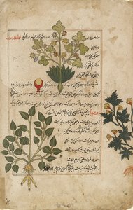 Double folio illustré représentant des chardons et autres plantes médicinales, 1595