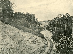 Dans les Blackall Ranges - Unbekannt