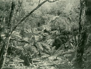 Dans les Dandenong Ranges, 1901 - Unbekannt