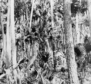 Dans la jungle, Inde