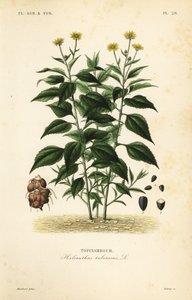 Topinambour, Helianthus tuberosus, Topinambour