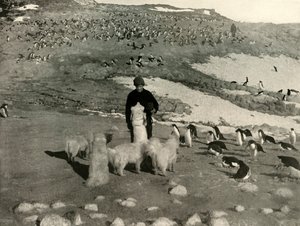 Joyce et les chiens dans la colonie de manchots - Unbekannt