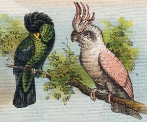 Cacatoès. Gravure dans "Alphabet de ma petite fille". Bernardin-Bechet et Fils, libraires-éditeurs, Paris, vers 1895. Album indéchirable sur toile. Bibliothèque des Bébés.