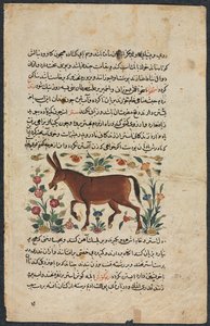Khar Ass, du Nuzhat-nama-yi alai Excellent Livre de Conseils..., 1400s - Unbekannt