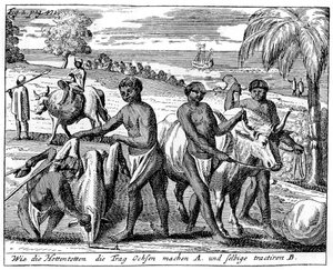 Khoikhois dressant des bœufs, Afrique du Sud, XVIIIe siècle, 1931
