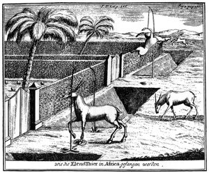 Khoikhois piégeant des antilopes, Afrique du Sud, 18ème siècle, 1931 - Unbekannt