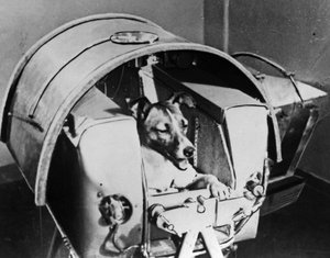 Laika, chien cosmonaute russe, 1957