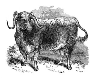 Boeuf du Lancashire, spécimen des races à longues cornes, 1848 - Unbekannt