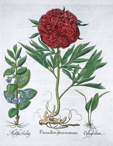 Mélisse, pivoine et fougère langue de serpent, 1613