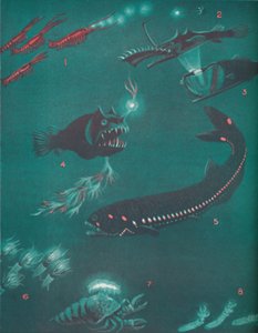 La vie à un demi-mille sous la surface de la mer, 1935 - Unbekannt