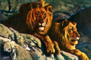 Lions, c1928