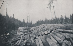 Exploitation forestière, 1924 - Unbekannt