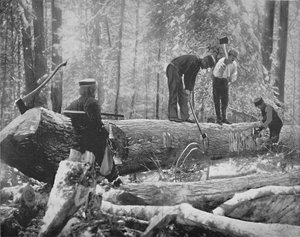 Exploitation forestière sur la rivière Ottawa, Canada, vers 1897
