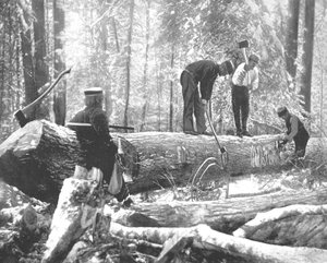 Exploitation forestière sur la rivière Ottawa, Canada, c. 1900