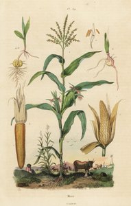 Maïs ou maïs doux, Zea mays