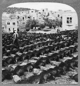 Fabrication de bouteilles de vin, Hébron, vers 1900