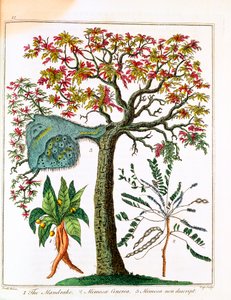 Mandragore, plante sensible et acacia - Unbekannt