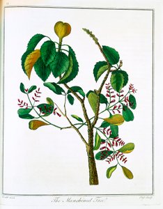 Manchineel Hippomane mancinella ou Goyave empoisonnée, vers 1795 - Unbekannt