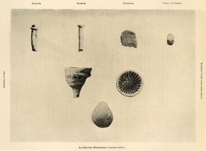 Organismes marins, grossissement 1 12, c1908