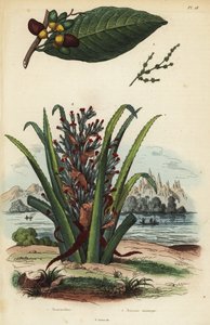 Noix de marquage, Semecarpus anacardium 1 et fruit de pingouin ou pinuela, Bromelia pinguin 2