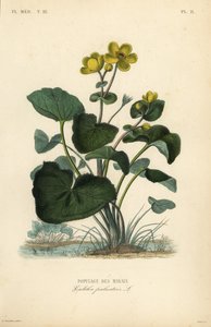 Populage des marais, Caltha palustris, Populage des marais
