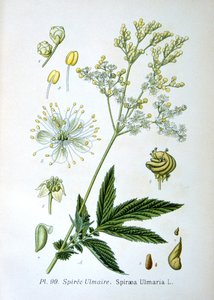 Reine-des-prés, 1893