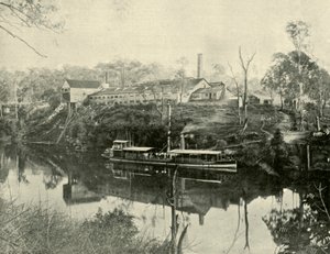 Usine de viande, près de Grafton, Nouvelle-Galles du Sud, 1901