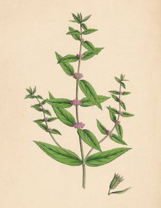 Mentha gracilis, var. genuina. Menthe grêle, 19e siècle - Unbekannt