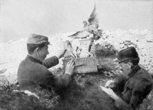 Pigeons messagers libérés en première ligne, Première Guerre mondiale, 1915 - Unbekannt