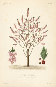 Bois-gentil, Daphne mezereum - Unbekannt