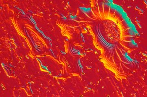 Micrographies (Lumière) Acier inoxydable avec dépôt de silice colloïdale