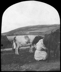 Traite des vaches, fin 19ème ou début 20ème siècle