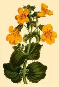 Fleur de singe, 1812, 1944