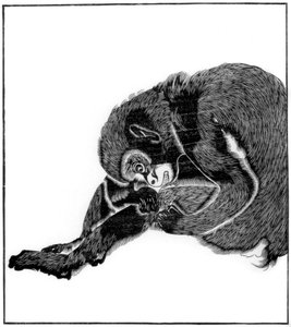 Singe