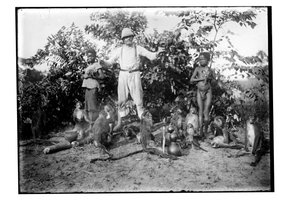 Singes, vers 1910