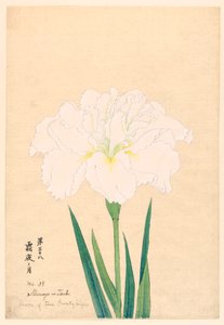 Lune de la nuit glaciale (Shimoyo no Tsuki), No. 38, vers 1910 - Unbekannt